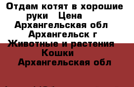 Отдам котят в хорошие руки › Цена ­ 1 - Архангельская обл., Архангельск г. Животные и растения » Кошки   . Архангельская обл.